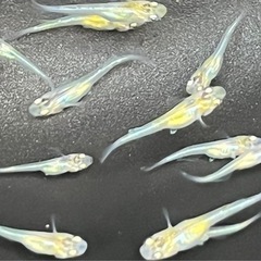 月秀　稚魚〜若魚　10匹の画像