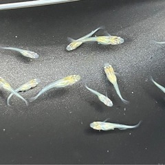 月秀　稚魚〜若魚　10匹の画像