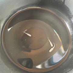龍の瞳   オス1メス2
の画像
