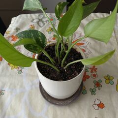 ポトス　1鉢2株の画像
