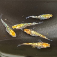月秀　稚魚〜若魚　10匹の画像