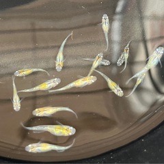 ペテルギウス稚魚〜若魚の画像