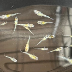 ペテルギウス稚魚〜若魚の画像