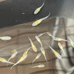 ペテルギウス稚魚〜若魚の画像