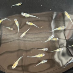 ペテルギウス稚魚〜若魚の画像