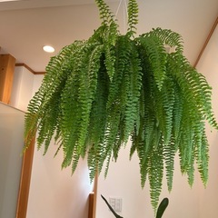 ネフロレピス ブルーベル 観葉植物の画像