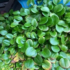 
浮き草（大 ）の画像