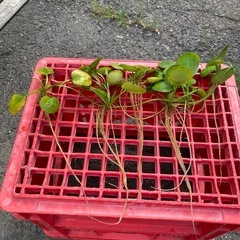 
浮き草（大 ）の画像