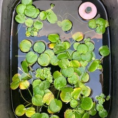 
浮き草（大 ）の画像
