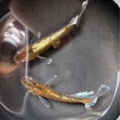 TIG溶接機 tig220 tig220pl パルス溶接機 アルミ溶接 diy ワンオフ