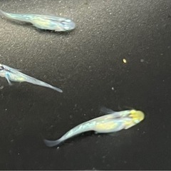 雷虎　稚魚〜若魚10匹の画像