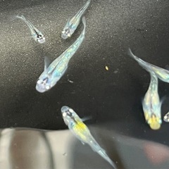 雷虎　稚魚〜若魚10匹の画像