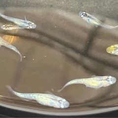 雷虎　稚魚〜若魚10匹の画像