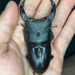 オオクワガタの画像
