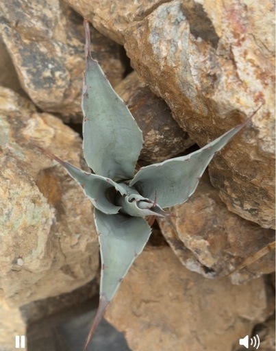 アガベ　オバティフォリア　フロスティブルー　中株