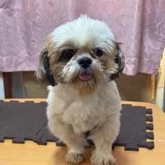 シーズー