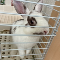 ミックスラビット