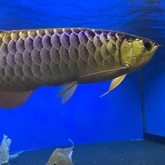 アロワナ