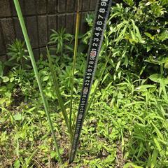 ココスヤシ ②の画像