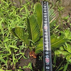 蘇鉄 ソテツの画像