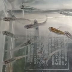 メダカ　　　天界 × 強青ラメサファイア　　セットの画像