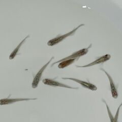 メダカ　　　天界 × 強青ラメサファイア　　セットの画像