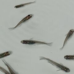 メダカ　　　天界 × 強青ラメサファイア　　セットの画像