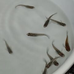 メダカ　　　天界 × 強青ラメサファイア　　セットの画像