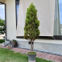 ゴールドクレスト鉢植えの画像