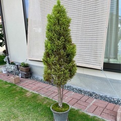 ゴールドクレスト鉢植え