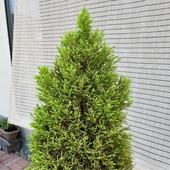 ゴールドクレスト鉢植えの画像