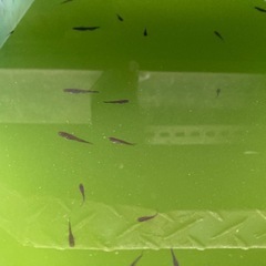 サタン（幼魚）メダカ ➕グリーンウォーター500mlの画像
