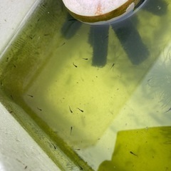 サタン（幼魚）メダカ ➕グリーンウォーター500mlの画像