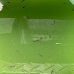 サタン（幼魚）メダカ ➕グリーンウォーター500mlの画像