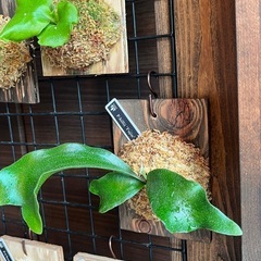 ビカクシダ　板付け　P.hilli 'Fujin'の画像