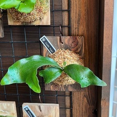 ビカクシダ　板付け　P.hilli 'Fujin'の画像