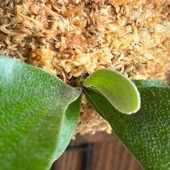 ビカクシダ　板付け　P.hilli 'Fujin'の画像