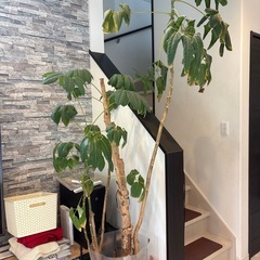 大きい観葉植物の画像