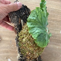 【観葉植物】ビカクシダ ワンダエ ドワーフ　P.Wandae Dwarf（TC株）の画像