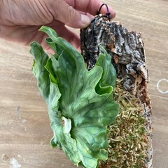 【観葉植物】ビカクシダ ワンダエ ドワーフ　P.Wandae Dwarf（TC株）の画像