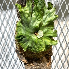 【観葉植物】ビカクシダ ワンダエ ドワーフ　P.Wandae Dwarf（TC株）の画像