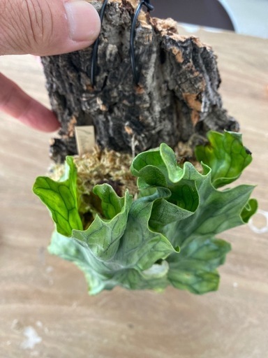 【観葉植物】商談中　ビカクシダ ワンダエ ドワーフ　P.Wandae Dwarf（TC株）
