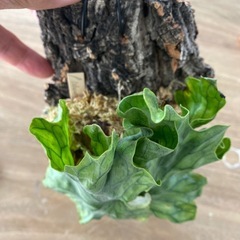 【観葉植物】ビカクシダ ワンダエ ドワーフ　P.Wandae Dwarf（TC株）の画像