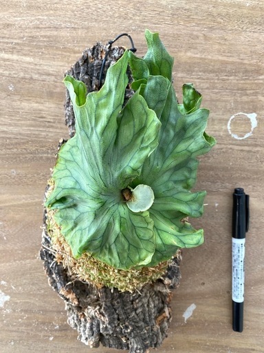 【観葉植物】商談中　ビカクシダ ワンダエ ドワーフ　P.Wandae Dwarf（TC株）