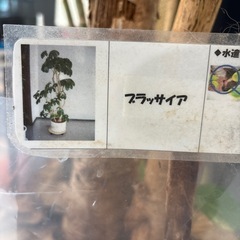 大きい観葉植物の画像