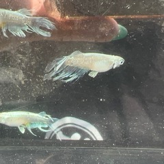 改良🐟めだか🌟未だ名が無き子の画像