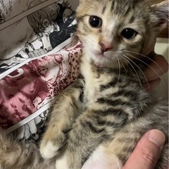 里親さん募集しています❤️