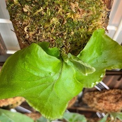 ビカクシダ　板付け　P.Ridleyの画像