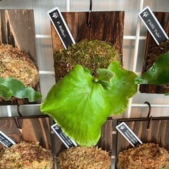 ビカクシダ　板付け　P.Ridleyの画像