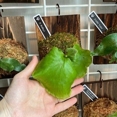 ビカクシダ　板付け　P.Ridleyの画像